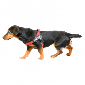JULIUS-K9 шлейка для собак Ремни Color & Gray IDC® 1 (61-80см / 23-30кг), красный
