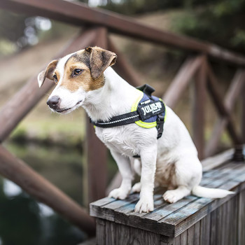 JULIUS-K9 шлейка для собак IDC®-Powerharness S/Mini (49-67см/ 7-15кг), джинса-зеленый неон