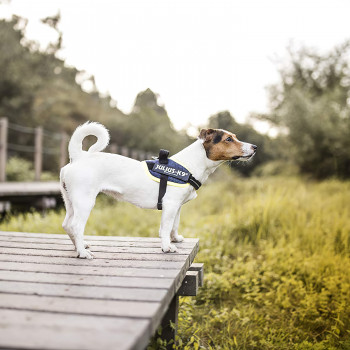 JULIUS-K9 шлейка для собак IDC®-Powerharness S/Mini (49-67см/ 7-15кг), джинса-зеленый неон